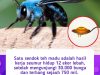 Satu sendok teh madu adalah simbol ketekunan, kerja sama, dan peran penting lebah dalam menjaga keseimbangan alam.